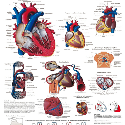 VR4334 - POSTER IL CUORE UMANO CM50X67 