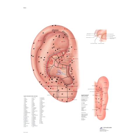 VR4821 - POSTER AGOPUNTURA ORECCHIO