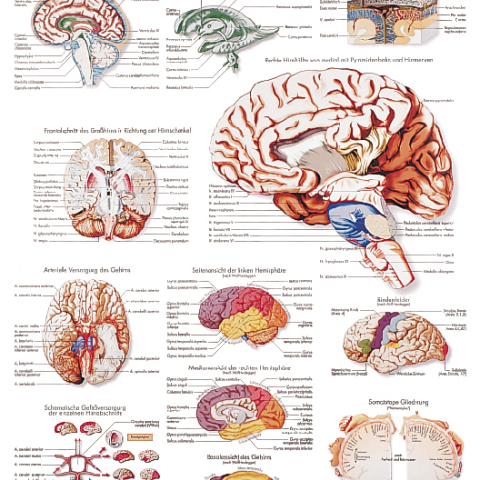 VR4615 - POSTER IL CERVELLO UMANO