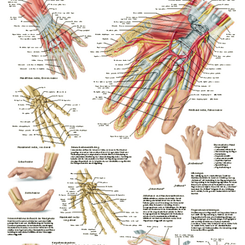 VR4171 - POSTER \'MANO E POLSO\' ANATOMIA