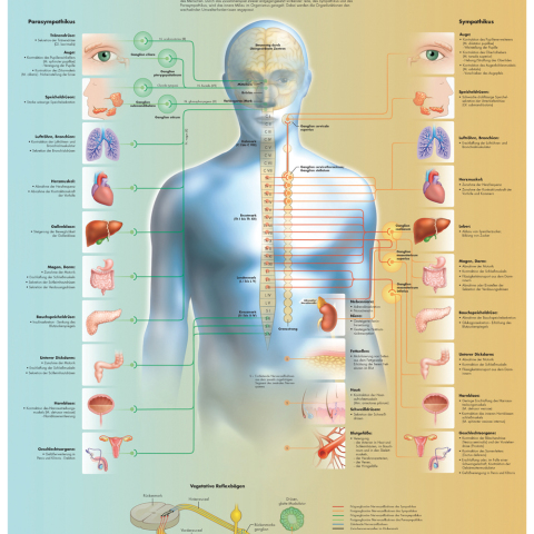 VR4610 - POSTER SISTEMA NERVOSO VEGETATIVO