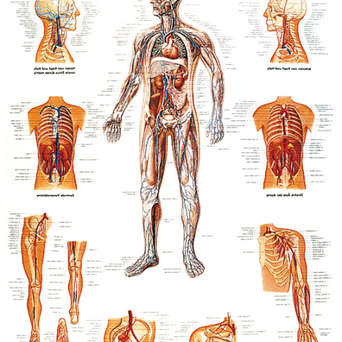 VR4353 - POSTER IL SISTEMA VASCOLARE