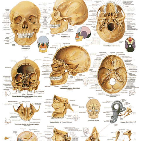 VR4131 - POSTER IL CRANIO UMANO