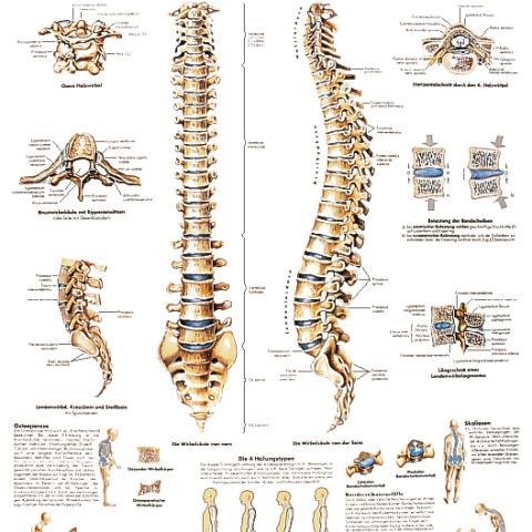 VR4152 - POSTER LA COLONNA VERTEBRALE