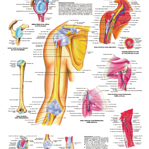 VR4170 - POSTER \'SPALLA E GOMITO\' ANATOMIA