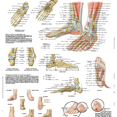 VR4176 - POSTER \'ARTICOLAZIONI PIEDE CAV.\'