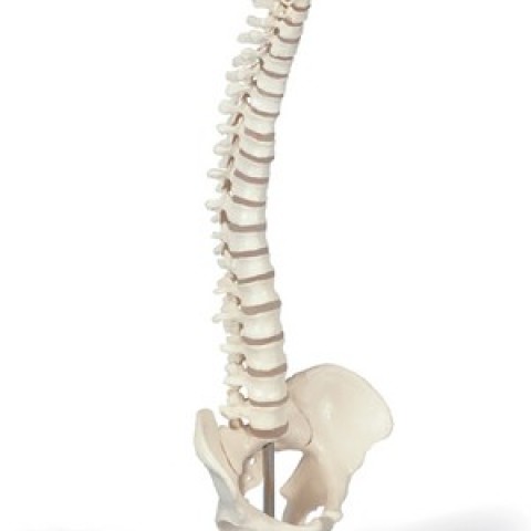 A18/21 - MINI COLONNA VERTEBRALE, SU STATIVO