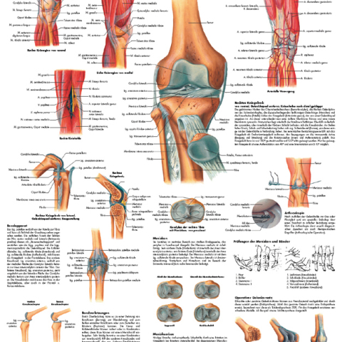 VR4174 - POSTER L\'ARTICOLAZIONE GINOCCHIO