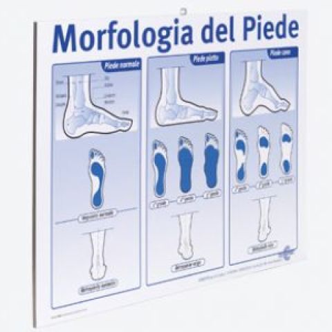 06061 - POSTER - MORFOLOGIA DEL PIEDE 