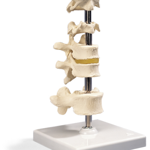 A75 - VERTEBRE SU STATIVO