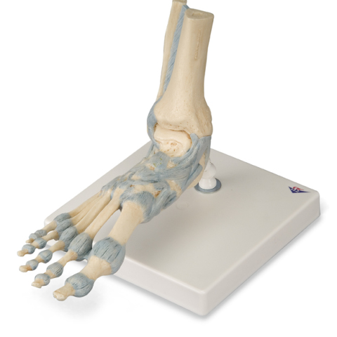 M34 - SCHELETRO DEL PIEDE CON LEGAMENTI