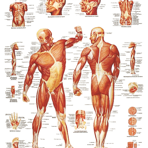 L'Anatomia del Corpo Umano - Speciale sullo Scheletro
