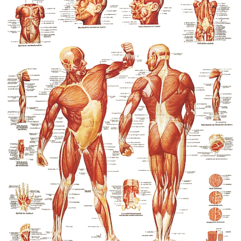 VR4118 - POSTER LA MUSCOLATURA UMANA