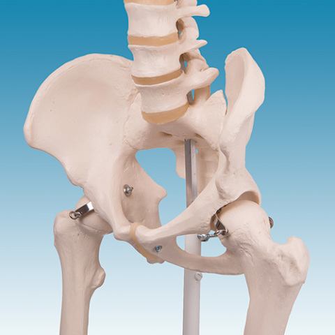 MODELLI ANATOMICI